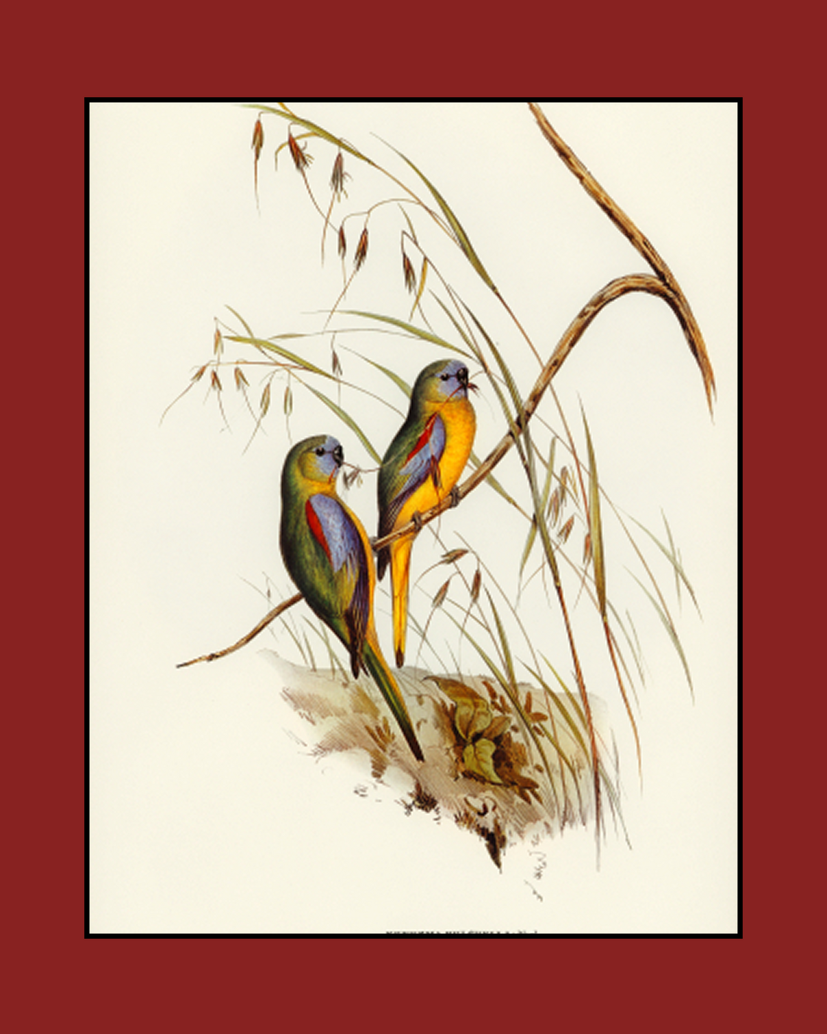 Meadow Parakeet Drawing