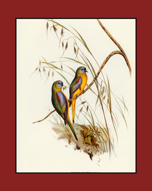Meadow Parakeet Drawing